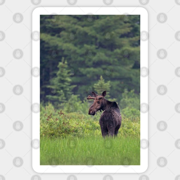 Canadian Moose, Algonquin Park, Canada Sticker by Jim Cumming